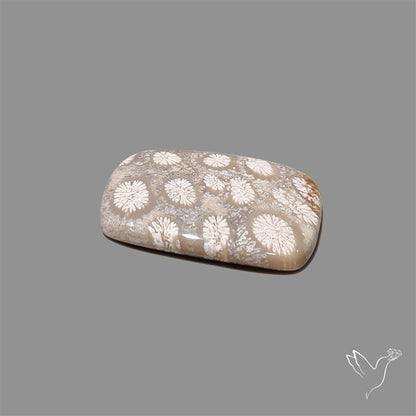 Fossil Coral Cabochon