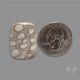 Fossil Coral Cabochon