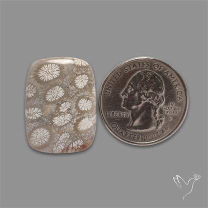 Fossil Coral Cabochon