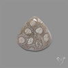 Fossil Coral Cabochon