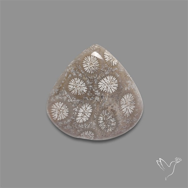 Fossil Coral Cabochon