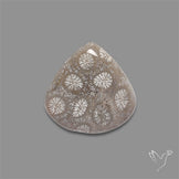 Fossil Coral Cabochon