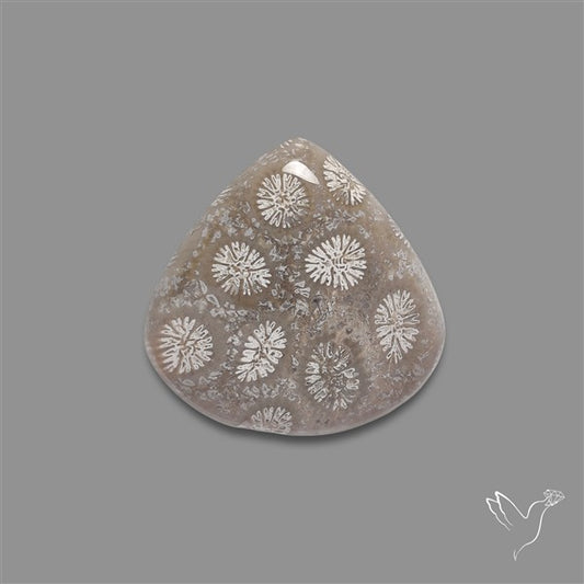 Fossil Coral Cabochon