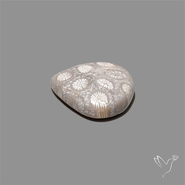 Fossil Coral Cabochon