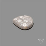 Fossil Coral Cabochon