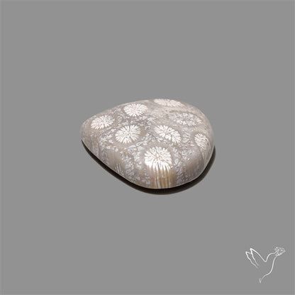 Fossil Coral Cabochon