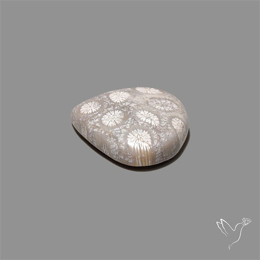 Fossil Coral Cabochon