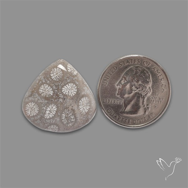 Fossil Coral Cabochon