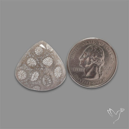 Fossil Coral Cabochon