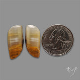 Yellow Calcite Cabochons Pair