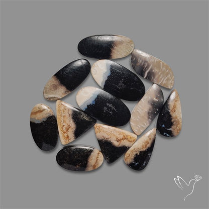 Indonesian Palmroot Agate Cabochons Lot