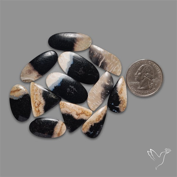 Indonesian Palmroot Agate Cabochons Lot