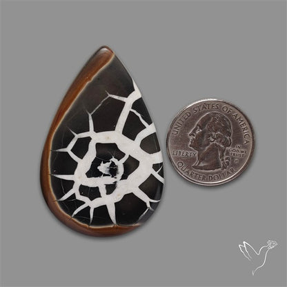 Black Septarian Fossil Cabochon
