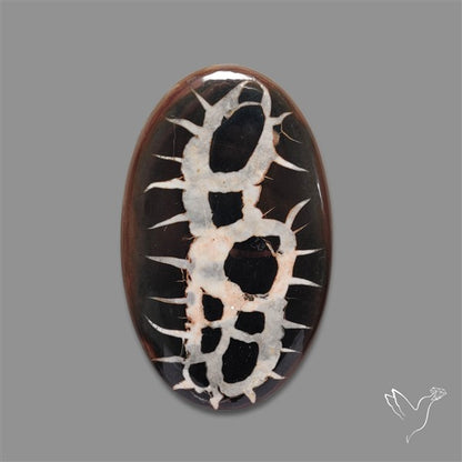 Large Black Septarian Fossil Cabochon