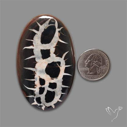 Large Black Septarian Fossil Cabochon