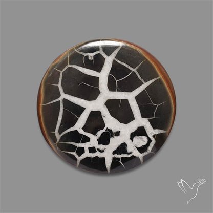 Black Septarian Fossil Cabochon