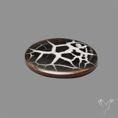 Black Septarian Fossil Cabochon