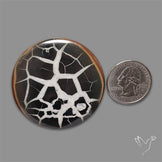 Black Septarian Fossil Cabochon