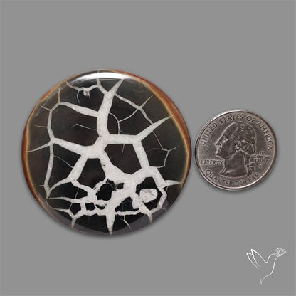 Black Septarian Fossil Cabochon