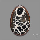 Black Septarian Fossil Cabochon