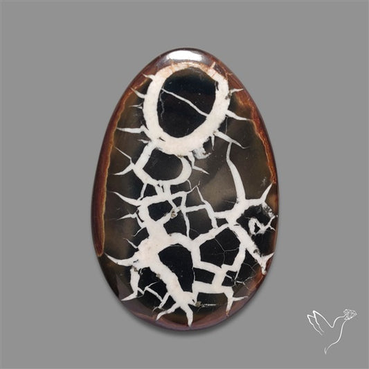 Black Septarian Fossil Cabochon