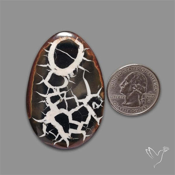 Black Septarian Fossil Cabochon
