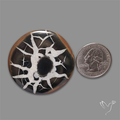 Black Septarian Fossil Cabochon