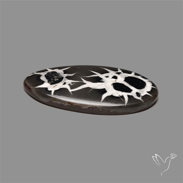 Black Septarian Fossil Cabochon