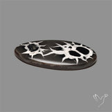 Black Septarian Fossil Cabochon