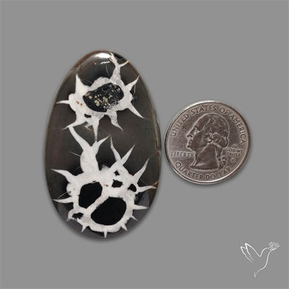 Black Septarian Fossil Cabochon