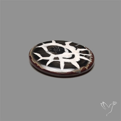 Black Septarian Fossil Cabochon