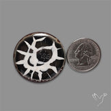 Black Septarian Fossil Cabochon