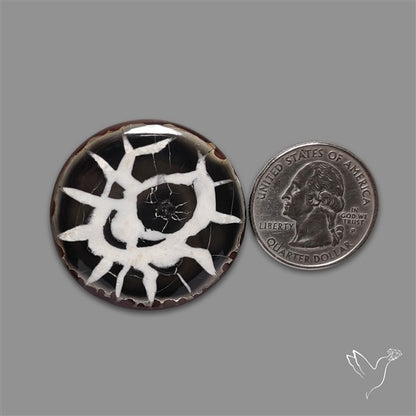 Black Septarian Fossil Cabochon