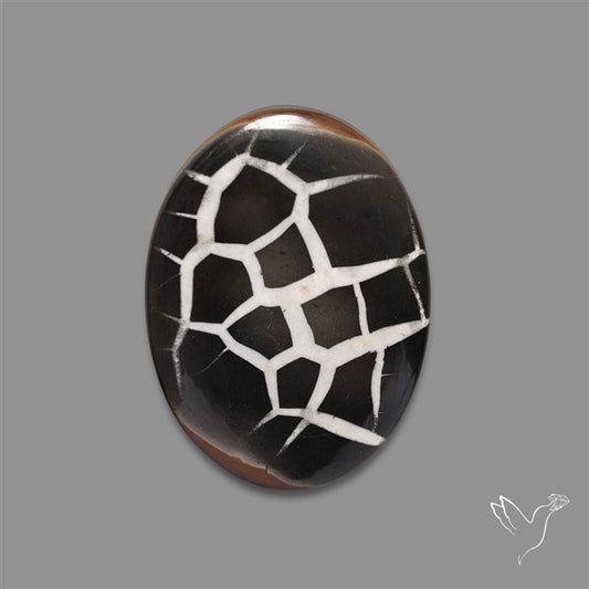Black Septarian Fossil Cabochon