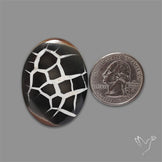 Black Septarian Fossil Cabochon