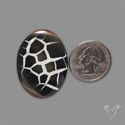 Black Septarian Fossil Cabochon