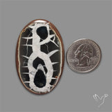 Black Septarian Fossil Cabochon