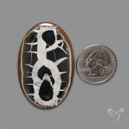Black Septarian Fossil Cabochon