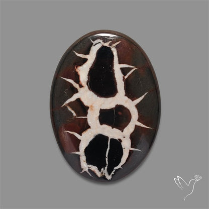 Black Septarian Fossil Cabochon