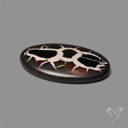 Black Septarian Fossil Cabochon