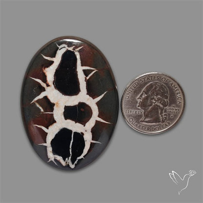Black Septarian Fossil Cabochon
