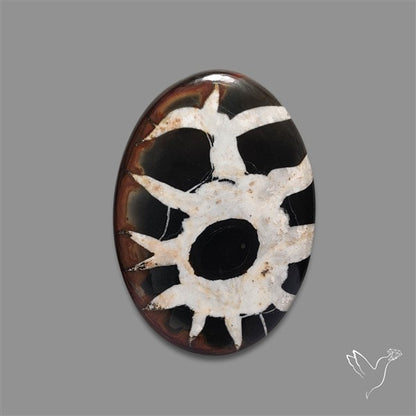 Black Septarian Fossil Cabochon