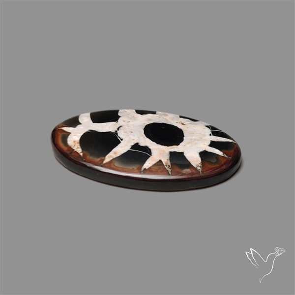 Black Septarian Fossil Cabochon