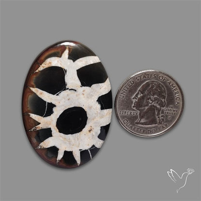 Black Septarian Fossil Cabochon
