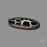 Black Septarian Fossil Cabochon