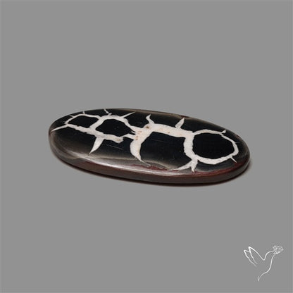 Black Septarian Fossil Cabochon