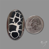 Black Septarian Fossil Cabochon