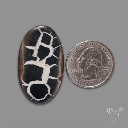 Black Septarian Fossil Cabochon