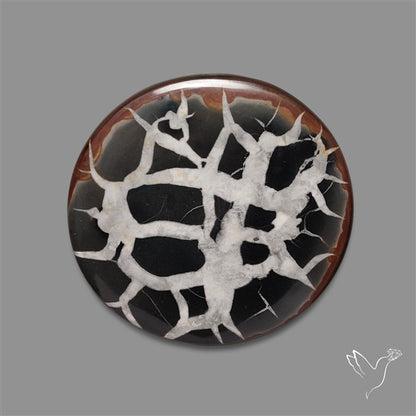 Black Septarian Fossil Cabochon