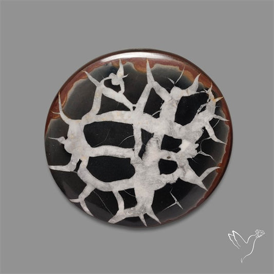 Black Septarian Fossil Cabochon